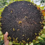Dwarf Edible Sunflower Seeds – Uniform Plants, Easy to Manage, Drought Tolerant, High-Yielding, Ideal for Garden Planting