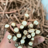 Bupleurum chinense Seeds | Perennial Herb with Fragrant Stems and Brown Taproot | Drought-Tolerant & Adaptable