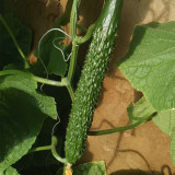 'New No.4' Gynoecious Cucumber Seeds | Early Maturing, High Yield, Disease Resistant for Open Field