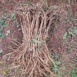 Hedysarum polybotrys Seeds | Hongqi, Perennial Traditional Herbal Medicinal Plant Seeds for Planting