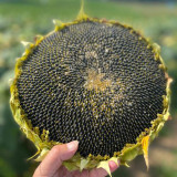 Short-stemmed Oil Sunflower Seeds – High-oil hybrid variety, high-yielding, drought-tolerant, suitable for commercial planting