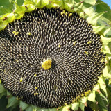 Large-seeded Edible Sunflower Seeds – High-Yielding, Heat-Tolerant, Plump Kernels, Perfect for Snacking & Roasting