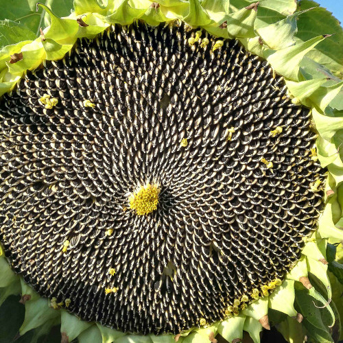 Large-seeded Edible Sunflower Seeds – High-Yielding, Heat-Tolerant, Plump Kernels, Perfect for Snacking & Roasting
