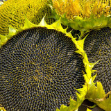 Dwarf Edible Sunflower Seeds – Uniform Plants, Easy to Manage, Drought Tolerant, High-Yielding, Ideal for Garden Planting
