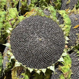 Dwarf Edible Sunflower Seeds – Uniform Plants, Easy to Manage, Drought Tolerant, High-Yielding, Ideal for Garden Planting