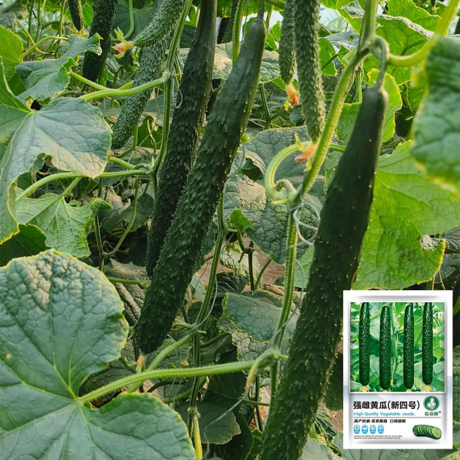 'New No.4' Gynoecious Cucumber Seeds | Early Maturing, High Yield, Disease Resistant for Open Field