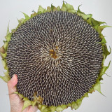 Large-seeded Edible Sunflower Seeds – High-Yielding, Heat-Tolerant, Plump Kernels, Perfect for Snacking & Roasting