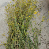 Bupleurum chinense Seeds | Perennial Herb with Fragrant Stems and Brown Taproot | Drought-Tolerant & Adaptable