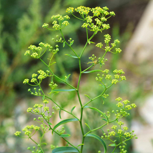 Bupleurum chinense Seeds | Perennial Herb with Fragrant Stems and Brown Taproot | Drought-Tolerant & Adaptable