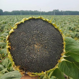 Short-stemmed Oil Sunflower Seeds – High-oil hybrid variety, high-yielding, drought-tolerant, suitable for commercial planting