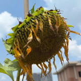 Large-seeded Edible Sunflower Seeds – High-Yielding, Heat-Tolerant, Plump Kernels, Perfect for Snacking & Roasting