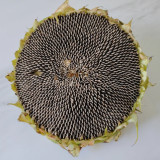 Large-seeded Edible Sunflower Seeds – High-Yielding, Heat-Tolerant, Plump Kernels, Perfect for Snacking & Roasting