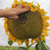Large-seeded Edible Sunflower Seeds – High-Yielding, Heat-Tolerant, Plump Kernels, Perfect for Snacking & Roasting