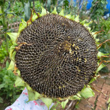 Large-seeded Edible Sunflower Seeds – High-Yielding, Heat-Tolerant, Plump Kernels, Perfect for Snacking & Roasting