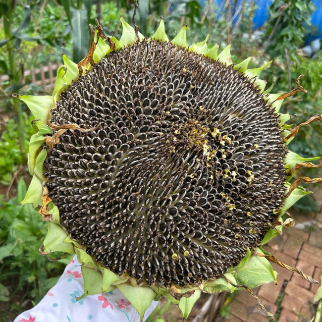 Large-seeded Edible Sunflower Seeds – High-Yielding, Heat-Tolerant, Plump Kernels, Perfect for Snacking & Roasting