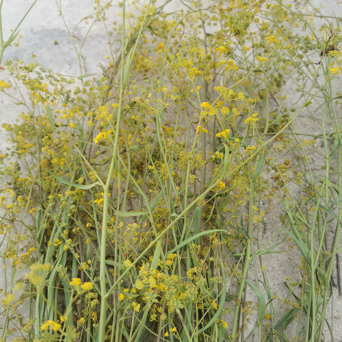 Bupleurum chinense Seeds | Perennial Herb with Fragrant Stems and Brown Taproot | Drought-Tolerant & Adaptable