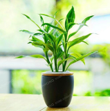 Lucky Bamboo Choose Potted Seed Variety Complete Dracaena Plant