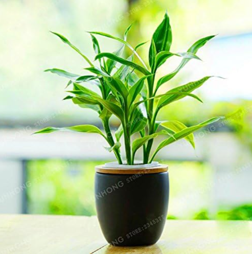 Lucky Bamboo Choose Potted Seed Variety Complete Dracaena Plant