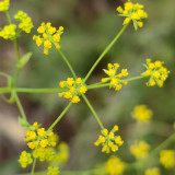 Bupleurum chinense Seeds | Perennial Herb with Fragrant Stems and Brown Taproot | Drought-Tolerant & Adaptable