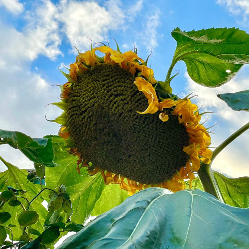 Short-stemmed Oil Sunflower Seeds – High-oil hybrid variety, high-yielding, drought-tolerant, suitable for commercial planting