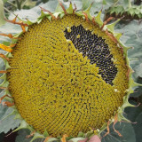 Short-stemmed Oil Sunflower Seeds – High-oil hybrid variety, high-yielding, drought-tolerant, suitable for commercial planting