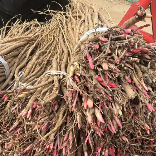 Hedysarum polybotrys Seeds | Hongqi, Perennial Traditional Herbal Medicinal Plant Seeds for Planting