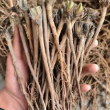 Bupleurum chinense Seeds | Perennial Herb with Fragrant Stems and Brown Taproot | Drought-Tolerant & Adaptable