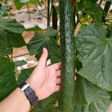 'New No.4' Gynoecious Cucumber Seeds | Early Maturing, High Yield, Disease Resistant for Open Field