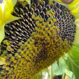Dwarf Edible Sunflower Seeds – Uniform Plants, Easy to Manage, Drought Tolerant, High-Yielding, Ideal for Garden Planting