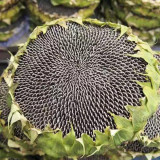 Dwarf Edible Sunflower Seeds – Uniform Plants, Easy to Manage, Drought Tolerant, High-Yielding, Ideal for Garden Planting