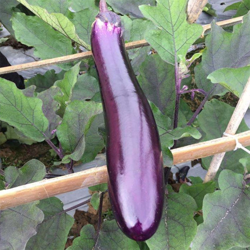 Zilong No.1 Eggplant Seeds for Sale | Early Maturing, Cold Tolerant, Long Purple Fruit Variety