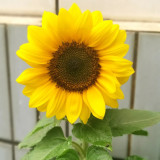 Dwarf Potted Sunflower Seeds – Long flowering period, easy to cultivate, ideal for small gardens and windowsills