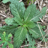 Toad Grass Seeds – Edible and medicinal benefits, easy to grow, suitable for garden or container planting