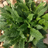 Toad Grass Seeds – Edible and medicinal benefits, easy to grow, suitable for garden or container planting