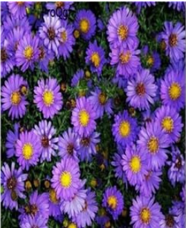 Aster Novi-belgii Seeds - (Color: 3)