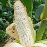 Aotiannuo 75 Sweet Waxy Corn Seeds - White Kernels, Glutinous Taste with Moderate Sweetness for Home Garden