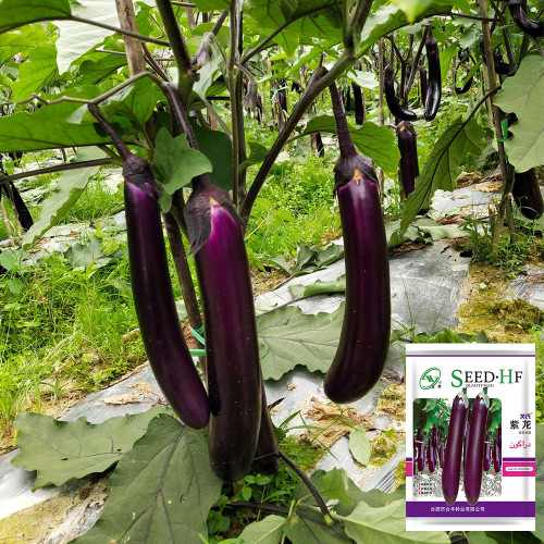 Zilong No.1 Eggplant Seeds for Sale | Early Maturing, Cold Tolerant, Long Purple Fruit Variety