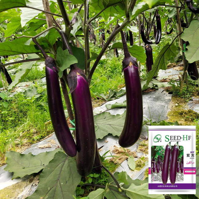 Zilong No.1 Eggplant Seeds for Sale | Early Maturing, Cold Tolerant, Long Purple Fruit Variety