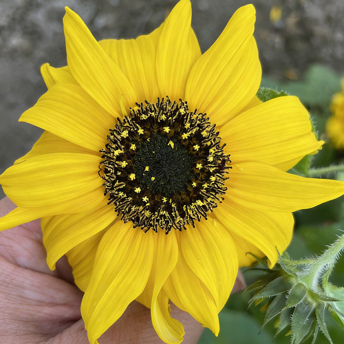 Yellow Rose Sunflower Seeds - Multi-Head Branching Ornamental, Ideal for Borders & Cut Flowers