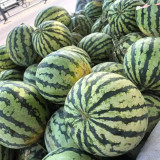 Xiumei Meidu Watermelon Seeds | Tender & Juicy, Excellent Eating Quality, 11–12° Brix, Mid-Maturing Variety