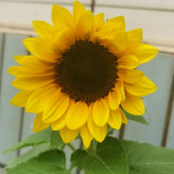 Dwarf Potted Sunflower Seeds – Long flowering period, easy to cultivate, ideal for small gardens and windowsills