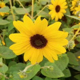 Yellow Rose Sunflower Seeds - Multi-Head Branching Ornamental, Ideal for Borders & Cut Flowers
