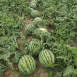 Xiumei Meidu Watermelon Seeds | Tender & Juicy, Excellent Eating Quality, 11–12° Brix, Mid-Maturing Variety