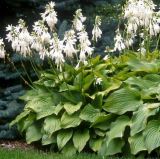 Green Hosta Seeds Big Leaf White Flowers
