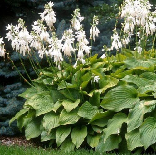 Green Hosta Seeds Big Leaf White Flowers