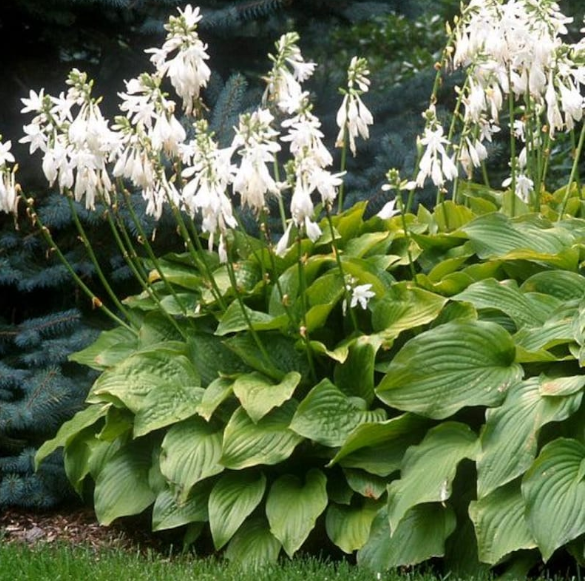 Green Hosta Seeds Big Leaf White Flowers