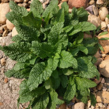 Toad Grass Seeds – Edible and medicinal benefits, easy to grow, suitable for garden or container planting