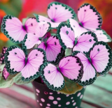 Butterfly Begonia Seeds Purple Flowers with Dark Green Edge