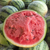 Xiumei Meidu Watermelon Seeds | Tender & Juicy, Excellent Eating Quality, 11–12° Brix, Mid-Maturing Variety