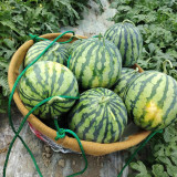 Xiumei Meidu Watermelon Seeds | Tender & Juicy, Excellent Eating Quality, 11–12° Brix, Mid-Maturing Variety